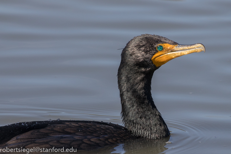 baylands